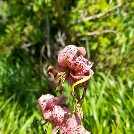 Holiday home Grofn *