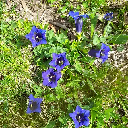 Semesterbostad Grofn Matrei in Osttirol